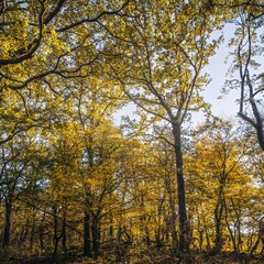 Obraz premium Serene Autumn Forest with Golden Leaves and Sunlit Trees