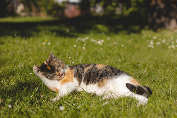 Playful calico cat enjoys a sunny day, grooming its paw in a grassy field, capturing a carefree and warm outdoor moment, ideal for animal lovers and pet-related products