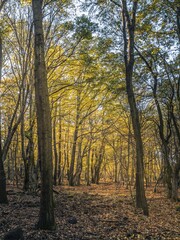 Obraz premium Serene Autumn Forest with Golden Leaves and Sunlit Trees