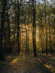 Serene Autumn Forest with Golden Leaves and Sunlit Trees
