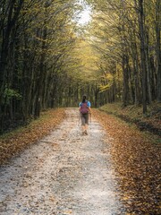 Woman Hiking on Autumn Trail Through Scenic Forest