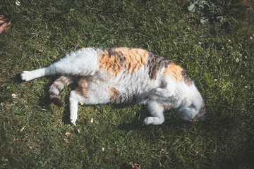 Calico cat enjoys a lazy afternoon nap, stretched out on lush green grass under the sun. Perfect for pet lovers seeking serene outdoor moments of relaxation