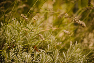 Grass in autumn. Autumn. Trees and mountains in the background