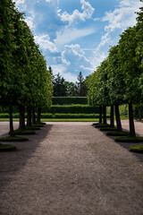 A dirt path, beautifully lined with trees, in a peaceful park on a sunny day