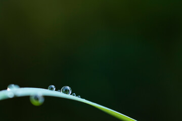 water drop on leaf
