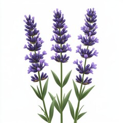 Fototapeta premium Beautiful lavender flowers with vibrant purple blooms and green leaves, perfect for nature-themed designs or floral arrangements, white background