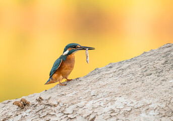 Common European Kingfisher (Alcedo atthis) fishing by the river in best light which highlights its vibrant colors