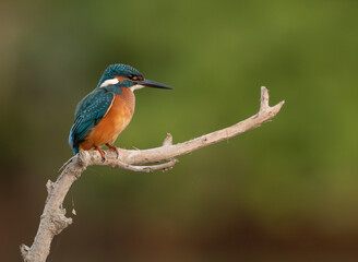 Common European Kingfisher (Alcedo atthis) fishing by the river in best light which highlights its vibrant colors