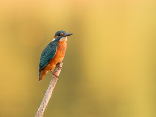 Common European Kingfisher (Alcedo atthis) fishing by the river in best light which highlights its vibrant colors