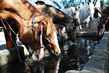 Cavalos bebendo água