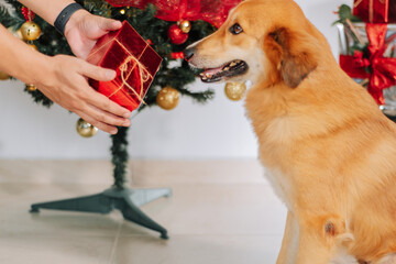 A man's hands giving a Christmas present to a yellow dog, Christmas presents in the background