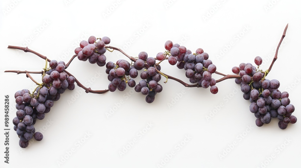 Poster grape vine branch on a plain white backdrop