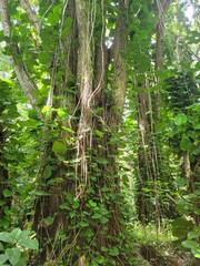 trees in the forest, jungle