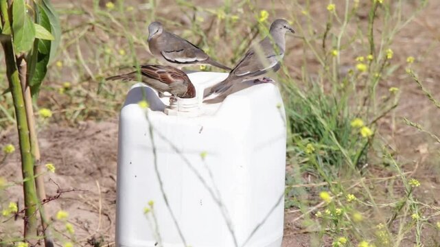 gorri&oacute;n bebe agua de un bid&oacute;n pl&aacute;stico blanco