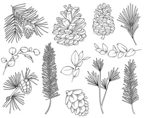 Botanical forest line drawing, hand drawn line art fir cones, pinecones, spruce and pine branches, nature elements vector outline illustration © nastyasklyarova