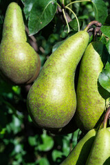 Close up of ripe conference pears on a tree, Brutsem, Sint Truiden, Belgium