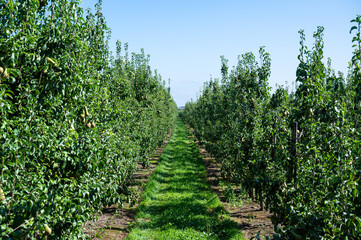 Orchard with conference pears, Brutsem, Sint Truiden, Belgium