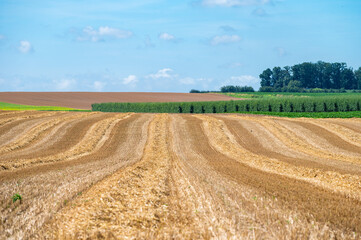 Fototapeta premium Golden harvested wheat fields at the Flemish countryside in Heers, Limburg, Belgium