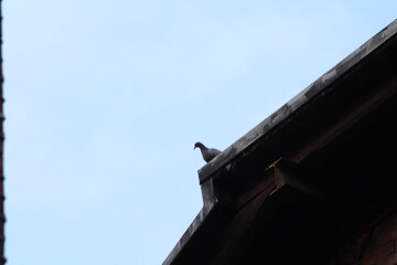 Pigeon sitting on a roof and looking down
