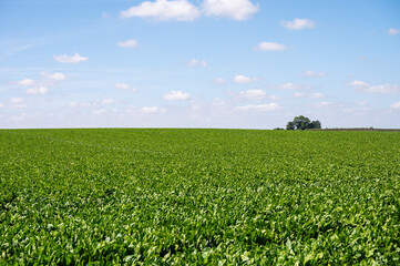 Green sugar beet fields at the Walloon countryside around Oreye, Wallonia, Belgium