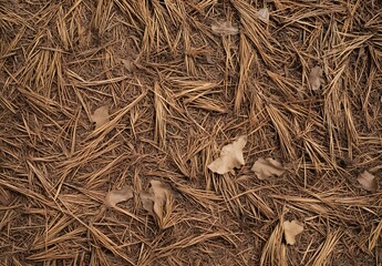 Dry Pine Needles Forest Floor Texture