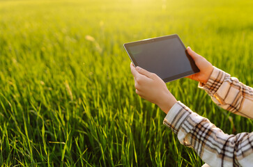 Close up of tablet on the hands. A farmer woman is kneeling in a green and young wheat field,...