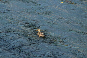 Wild duck or Mallard female swimming in the river in Czech republic. Anas platyrhynchos female 