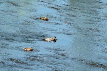 Wild duck or Mallard female swimming in the river in Czech republic. Anas platyrhynchos female 