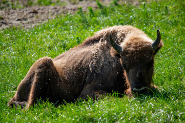 Junger Wisent rastet auf einer Wiese in Ingolstadt