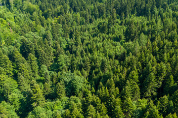 Lush green coniferous forest viewed from above, showcasing diverse tree species and vibrant foliage under sunlight. Ideal for nature and environmental themes.