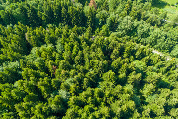 Aerial view of a dense forest full of vibrant green trees, showcasing the beauty of nature and biodiversity. Perfect for illustrating environmental themes or nature conservation.