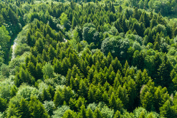 Lush green forest from above, showcasing the dense foliage and trees, perfect for nature lovers and environmental themes.