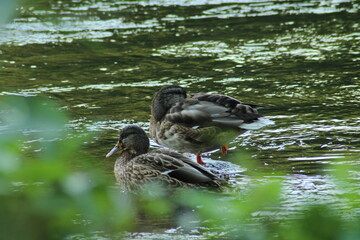 Male and female mallard or Wild duck sitting on a rock in the river. anas platyrhynchos. Beautiful photo of wild ducks in beautiful light 