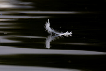White feather floating on calm water with small ripples.