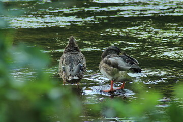 Male and female mallard or Wild duck sitting on a rock in the river. anas platyrhynchos. Beautiful photo of wild ducks in beautiful light 