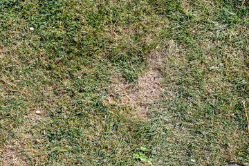 Close-up of a grassy lawn with a patch of dried grass, showcasing variations in texture and color,...