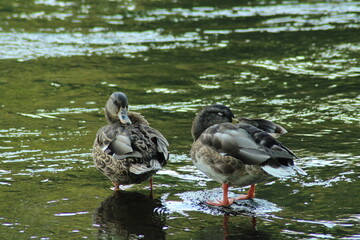 Male and female mallard or Wild duck sitting on a rock in the river. anas platyrhynchos. Beautiful photo of wild ducks in beautiful light 