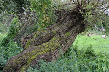 Altes Baum in der Wiese