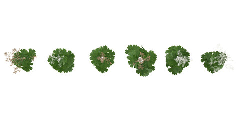 3d rendering of Artemisia vulgaris Blanco clean trees on transparent background from top view