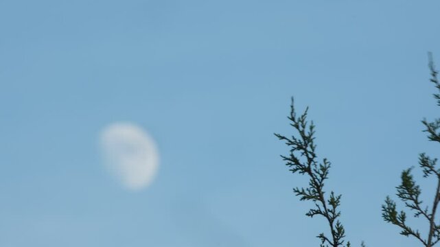 Peaceful moment in Texas nature with juniper cedar branch blowing in the wind and moon blurred background.