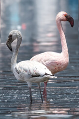 Juvenile and Adult Greater Flamingos : Two Greater Flamingos stand in shallow water, showcasing the striking contrast between a young, gray-plumaged juvenile and a mature, vibrant pink adult. The adul