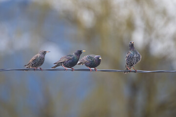 Starlings (Sturnus vulgaris) sitting on an electricity cable
