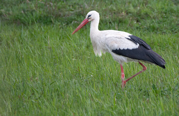 Picture of a white stork searching for food on a grass field. Ciconia ciconia Europe