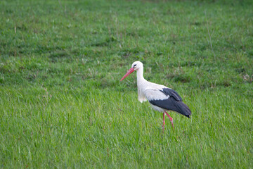 A white stork searching for food on a hay field