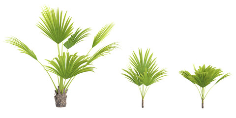 Collection of Saribus palm isolated on white background © Saifstock
