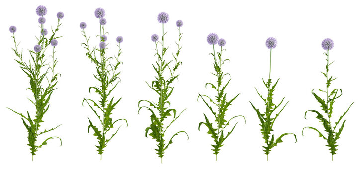 collection of Thistle Echinops Bannaticus Plants isolated on white background