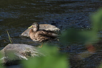 Female mallard or Wild duck sitting on a rock in the river. anas platyrhynchos
