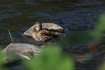 Female mallard or Wild duck sitting on a rock in the river. anas platyrhynchos