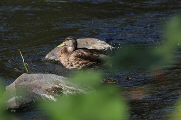 Female mallard or Wild duck sitting on a rock in the river. anas platyrhynchos