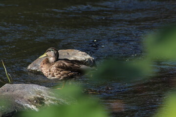 Female mallard or Wild duck sitting on a rock in the river. anas platyrhynchos